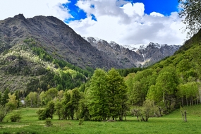 春天蓝天白云草地树木风景摄影图片